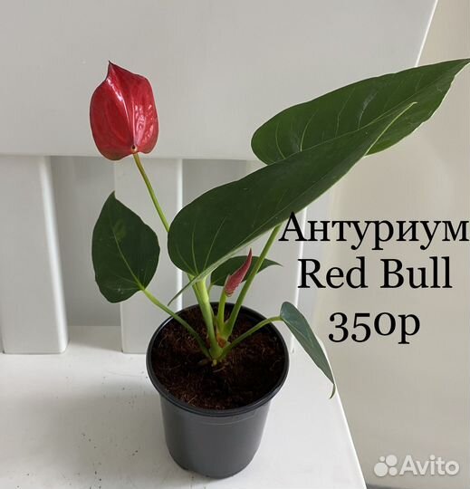 Антуриум Red Bull