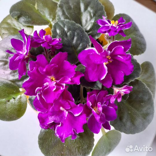 Фиалка сортовая