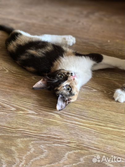 Котята