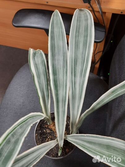 Сансевиерии, Клеродендрон, Гинура, Каланхоэ