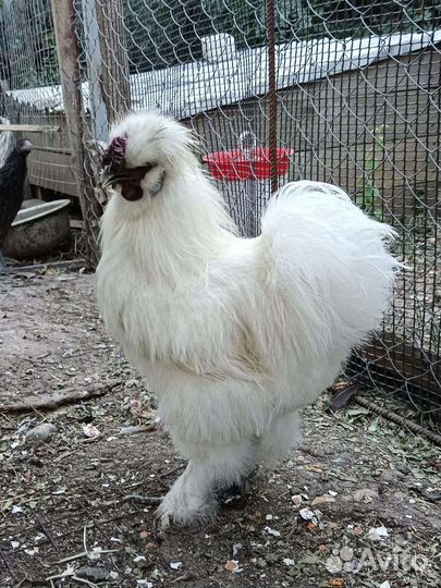 Петушки китайской шелковой