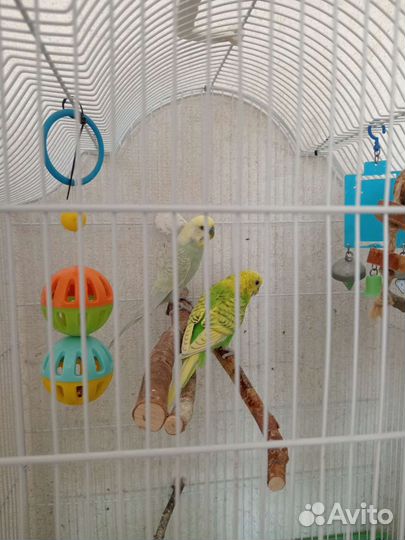 Попугай с клеткой