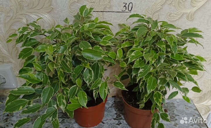 Фикусы в ассортименте