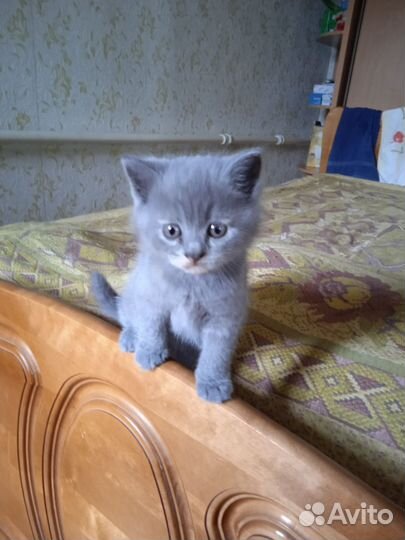 Британская