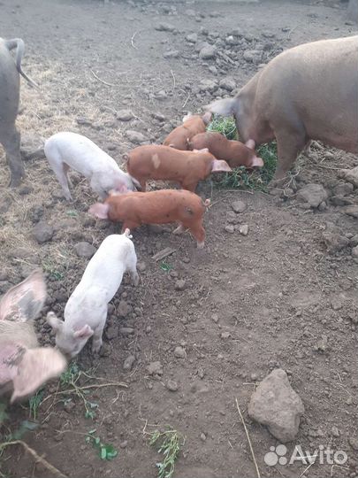 Сельхоз животные