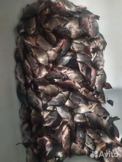 Карась живой
