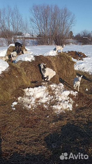 Козлята, козы