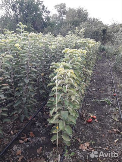 Саженцы плодовых и декоративных деревьев