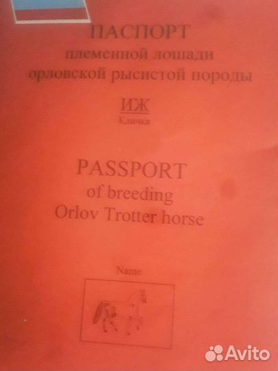 Жеребец орловский рысак