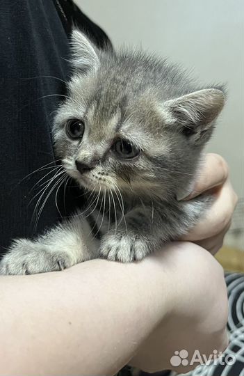 Продам котят британцев