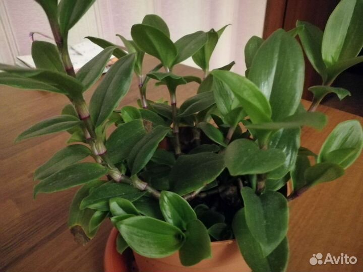 Комнатные цветы