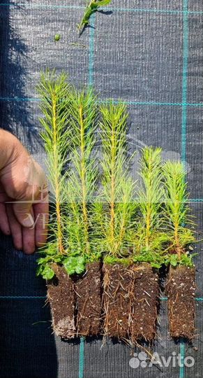 Сеянцы зкс Сосна окс Ель Лиственница Горная