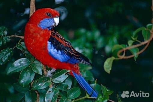 Красная Розелла, птенчики