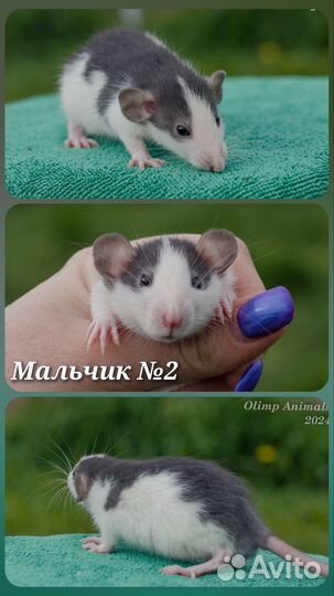 Крысята дамбо хаски