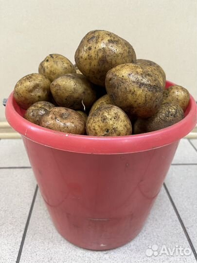 Продам картофель домашний едовой