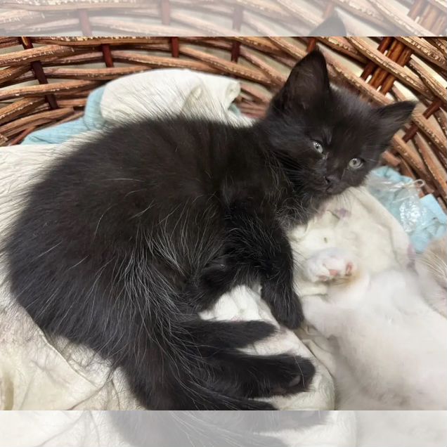 Котёнок в добрые руки