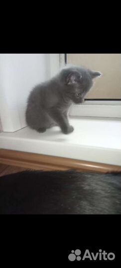 Кошки в добрые руки бесплатно