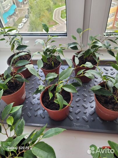 Фикус Бенжамина