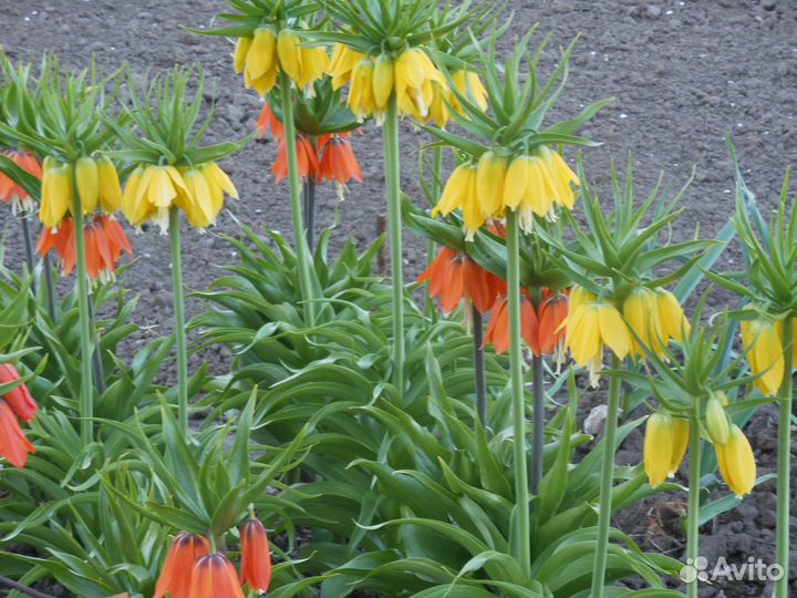 Рябчик Императорский -рябчик Персидский (луковицы)