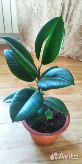 Фикус, замиокулькас, пальма, папоротник