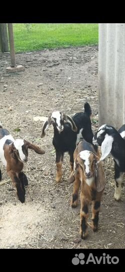 Англо нубийские козлята