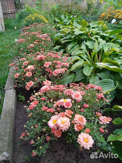 Хризантема