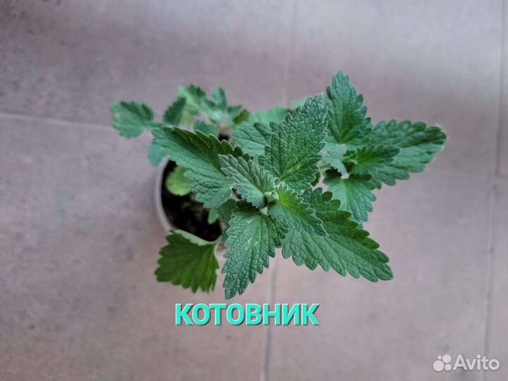 Сортовые мяты