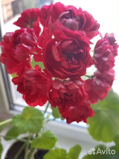 Сортовые пеларгонии