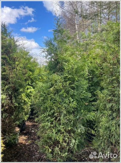 Туя Брабант 230-250 см