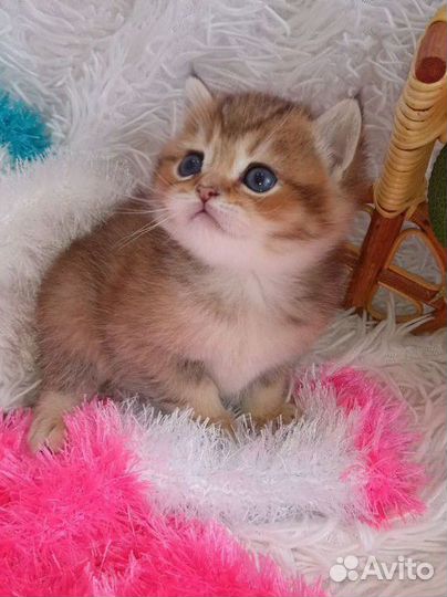 Золотое чудо