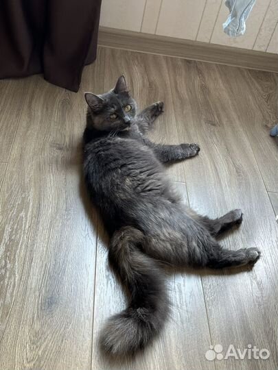 Домашние животные кошки