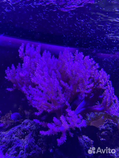 Живой камень с караллами.,Капнелла