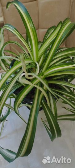 Хлорофитум кудрявый