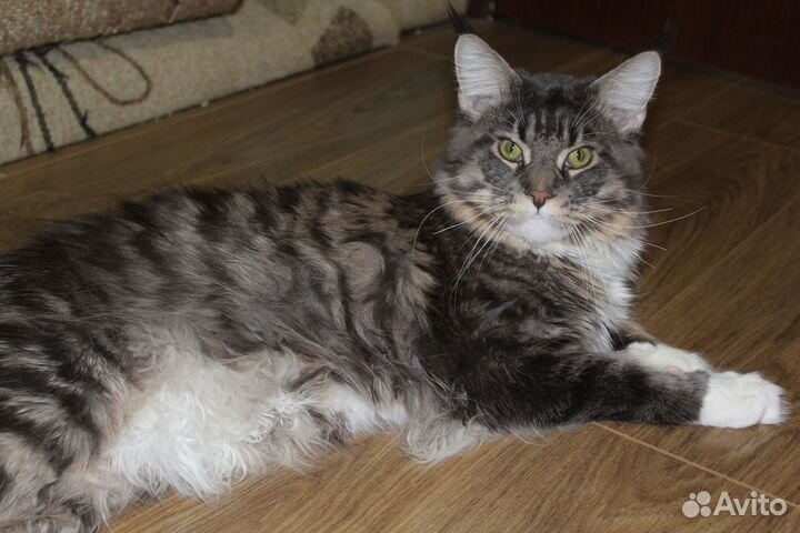 Мейн-кун вязка