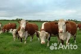 Коровы породы герефорд