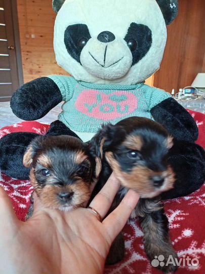 Йоркширский терьер щенки