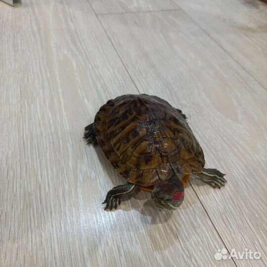 Красноухая черепаха