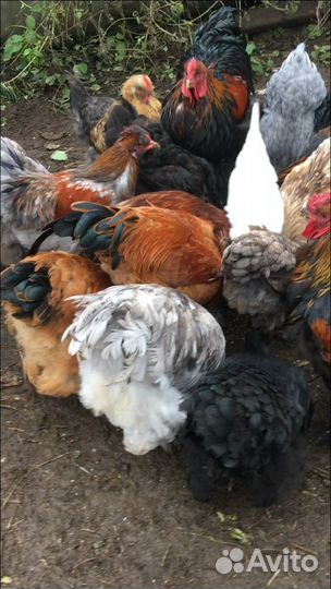 Куры,петухи