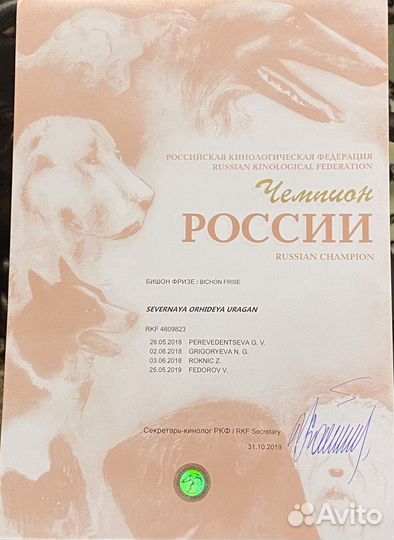 Для вязки кобель Бишон фризе