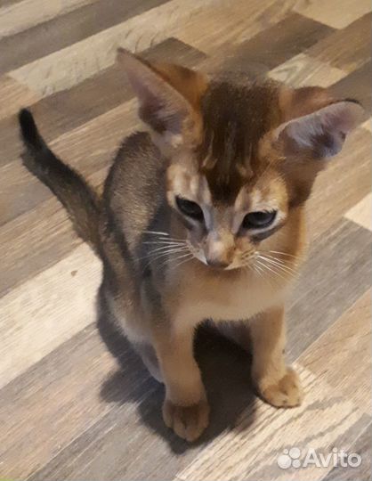 Маленькая пума