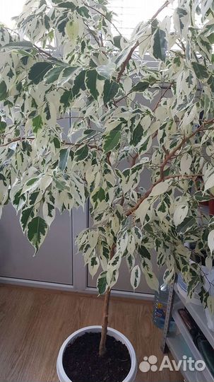 Фикус бенджамина