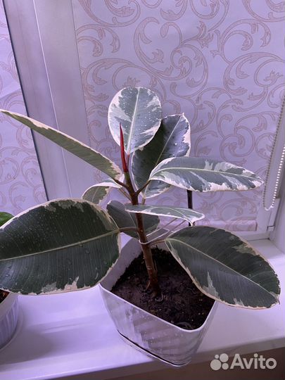 Фикус эластика тинеке