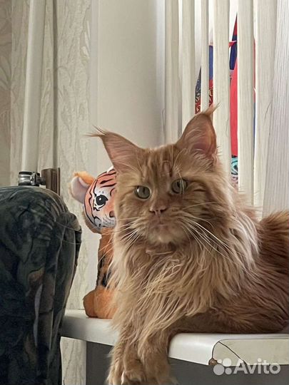 Мейкун ждет невестуВязка