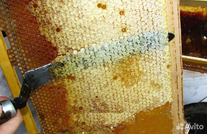 Мед натуральный из Алтая опт. минимально 16 кг