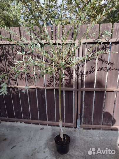 Штамб ива Хакуро Нишики и Пендула, Шалковица