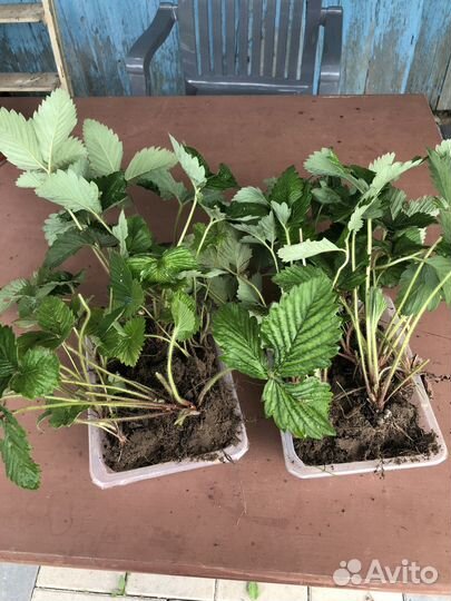 Земклуника Пенелопа саженцы