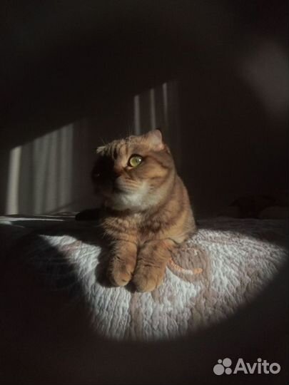 Шотландская