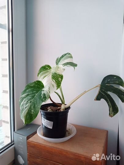 Монстера Альба (вариегатная)