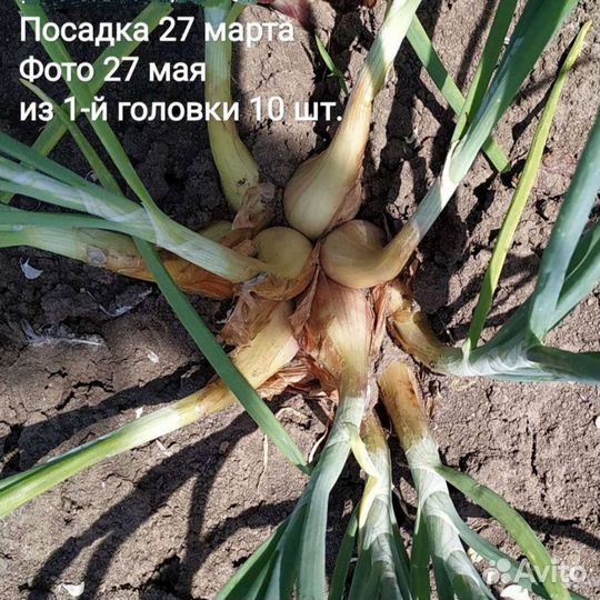 Лук-Шалот Чеснок Почтой домашний