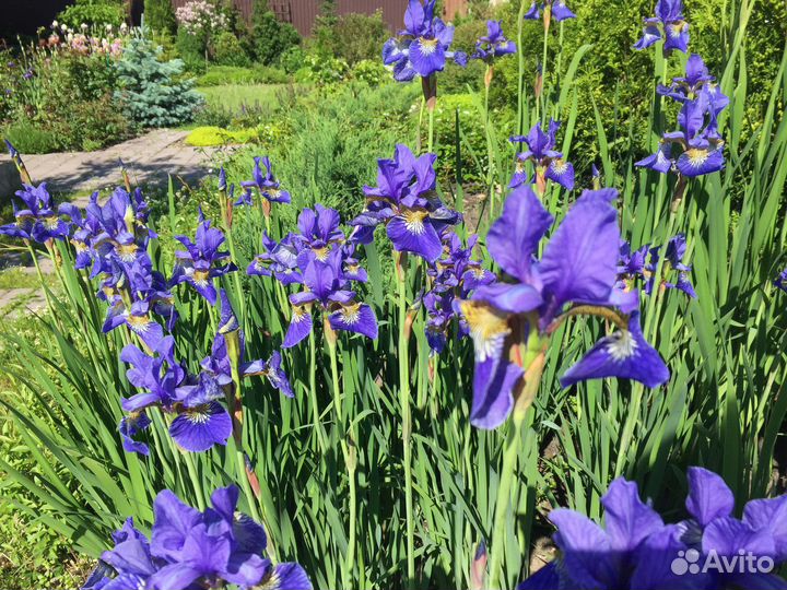 Многолетники